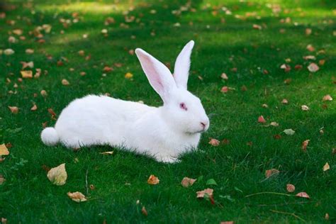 动物兔子图片 兔子的图片小动物_配图网