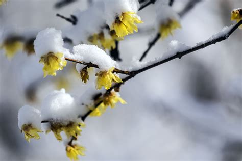 【初雪摄影图片】生活摄影_tjl1056_太平洋电脑网摄影部落