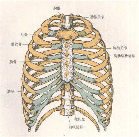 人体肋笼结构示意图-人体解剖图,_医学图库