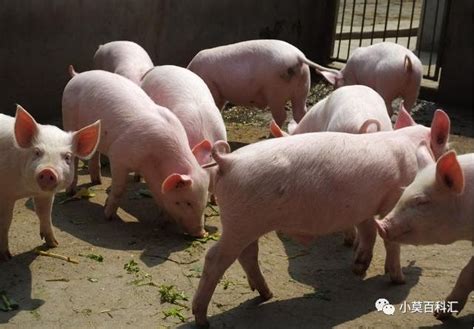 猪肉消费高峰的到来，春节前猪价能否明显上涨？看完心里有数了__凤凰网
