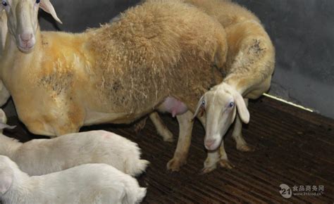 【白山羊种公羊价格 怀孕母羊 美国大白羊小羊羔 2-4个月波尔山羊羊苗】价格_批发_厂家_参数_图片_羊 - 搜好货网