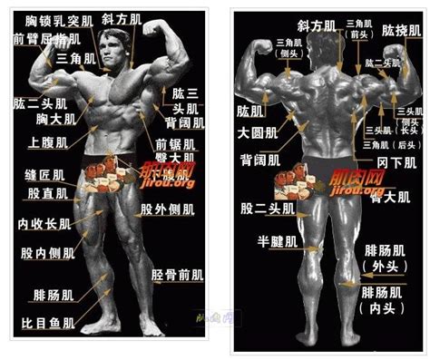 身体肌肉分布图图片