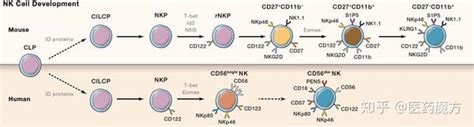 NK细胞 - 科学 - 科学 - 天港医诺 - TG ImmunoPharma