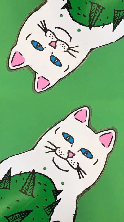 贱猫图片