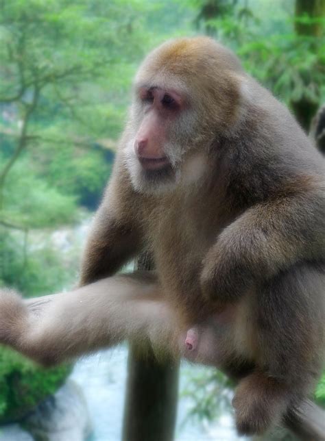 五一去峨眉山旅游，遇到峨眉山的猴子怎么办？ - 知乎