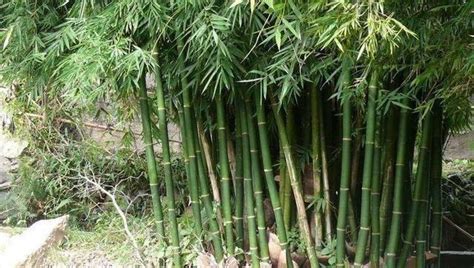 竹类植物_360百科