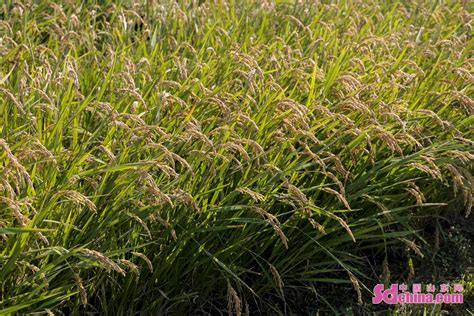 山东青岛：旱稻种植喜丰收 机割助力效率高_图说_中国山东网