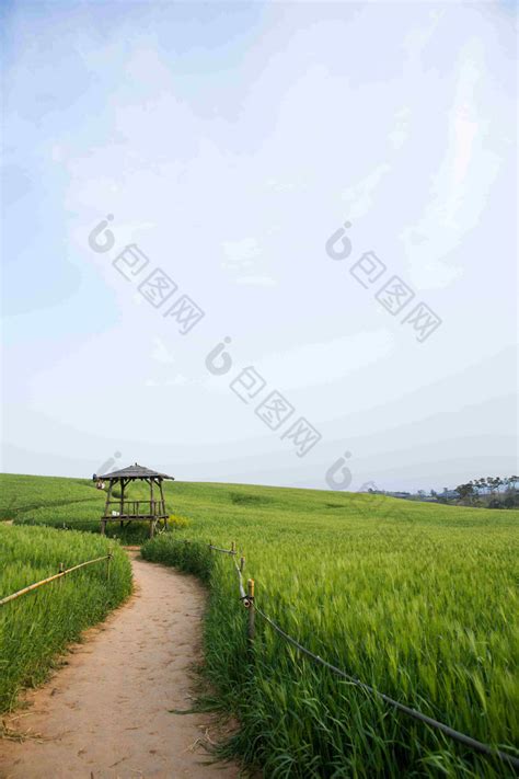 绿油油的麦田农作物,田园田野,自然风景,摄影素材,汇图网www.huitu.com