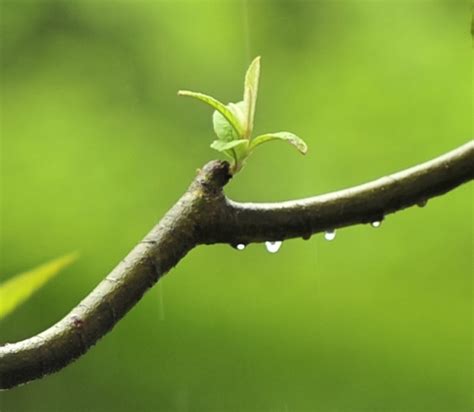 【细雨绵绵后的植物摄影图片】小区生态摄影_昀泉视界_太平洋电脑网摄影部落