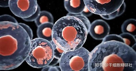 干细胞治疗：间充质干细胞是怎么抗衰老的_多睦健康海外高端医疗