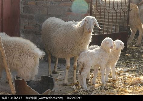 波尔山羊图片羊羔,农村,八个月_大山谷图库