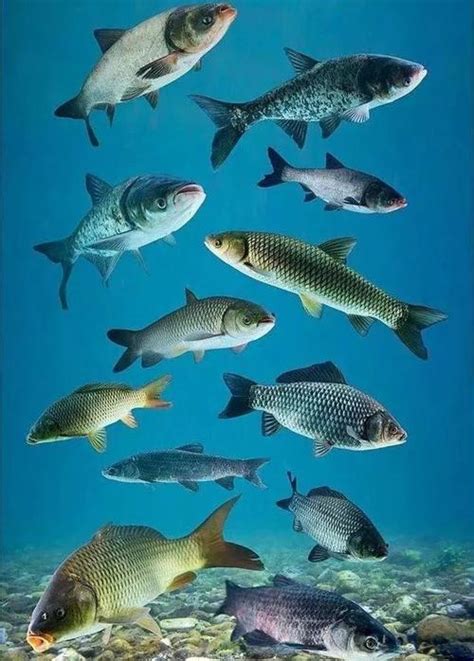 山东省淡水鱼种类有哪些?山东一些河流、湖泊中淡水鱼种类及介绍 | 格物致知，知识港湾