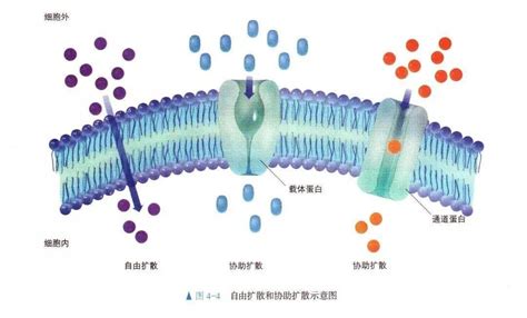 载体蛋白、通道蛋白等蛋白质构象、结构与功能_离子_分子_细胞膜