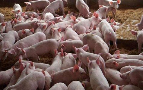 【政策透析】国家出手对猪肉临时收储如何影响猪价走势-冠猴轮胎轮毂