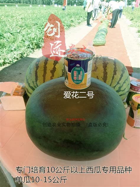 黑皮大西瓜种子巨大懒汉高产甜早熟特大巨型西瓜种籽农家春季种植_虎窝淘