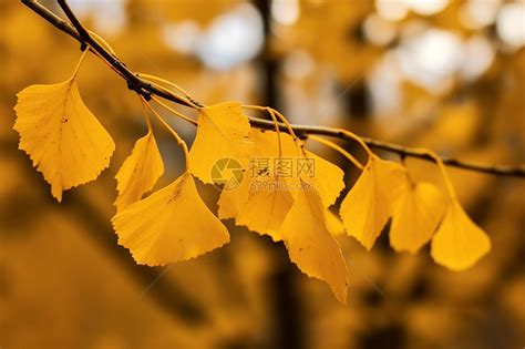 金黄色,秋天,落叶,植物,自然,风景高清图片下载-正版图片600225439-摄图网