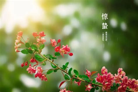 【诗e中国行】惊蛰之日的觉醒：与野生动物一起拥抱春天-《环境保护》杂志社官网