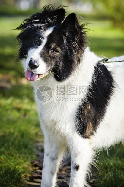 狗狗黑白图片