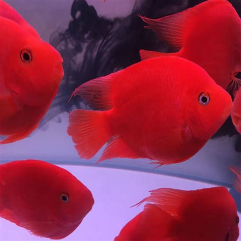 市场常见的红色观赏鱼 观赏鱼红箭_金鱼 - 养宠客