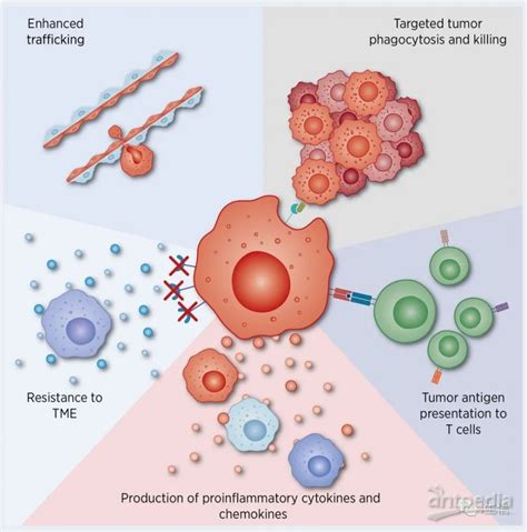科学网—封面文章：功能化巨噬细胞整合化疗提高癌症治疗效果 - 纳微快报的博文