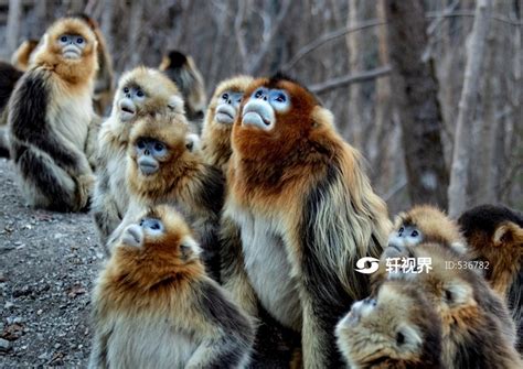 川金丝猴与自然的共鸣：高心怡《山、水、金丝猴》--中国摄影家协会网