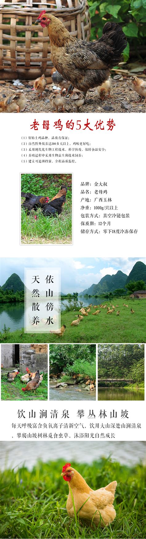 灵山那垌：发展生态土鸡养殖 壮大村级集体经济-广西新闻网
