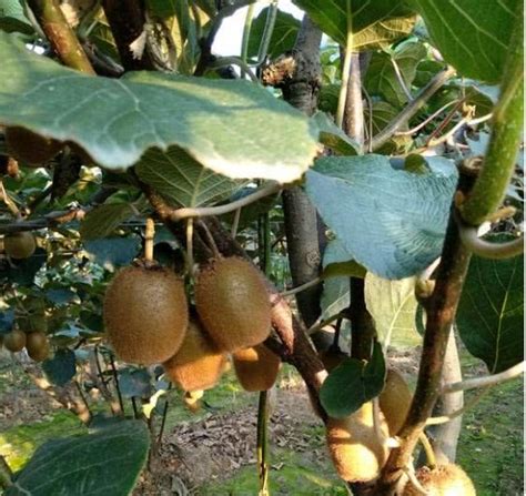 猕猴桃新品种瑞玉的介绍和栽培方法