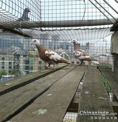 养鸽子的乐趣-中国信鸽信息网相册