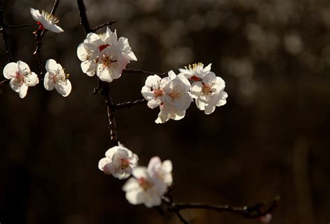 新疆和田市：惊艳！这里的杏花开了！美翻了整个春天！