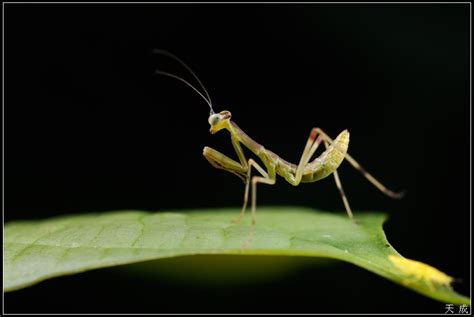【小螳螂摄影图片】户外生态摄影_太平洋电脑网摄影部落