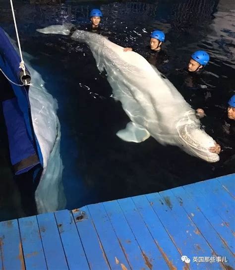上海的两只白鲸宝宝要去冰岛回归海洋了！放生前居然还要增肥？