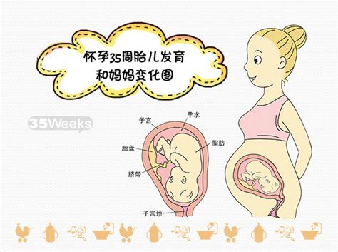 怀孕25周胎儿发育情况，以及注意事项！|胎儿发育|糖糕妈妈育儿网