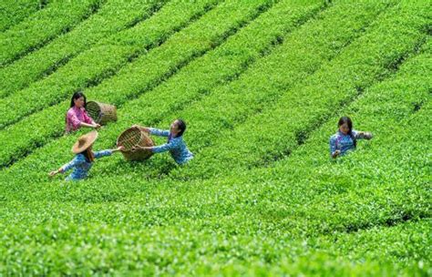 【乡村振兴第一线】清远英德：全力将英德红茶打造成百亿级产业|英德市|英德|红茶_新浪新闻