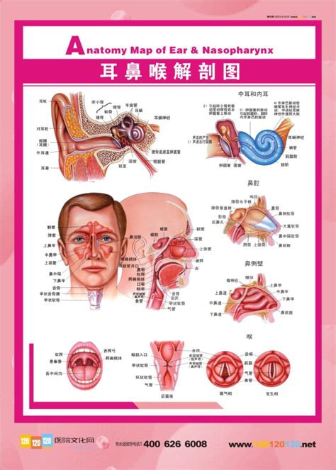 咽喉结构图片大全图,咽喉图片,正常咽喉图片_大山谷图库