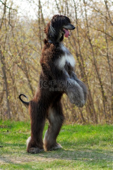 阿富汗黄金猎犬图片
