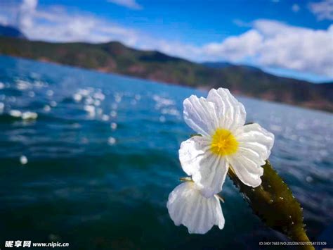 泸沽湖本身就是一个美丽的梦，“水性杨花”谁的心能不随之荡漾？|泸沽湖|海菜|菜花_新浪新闻