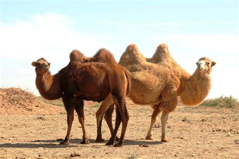 骆驼图片素材免费下载 - 觅知网