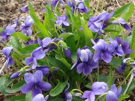 山野寻奇——紫花地丁