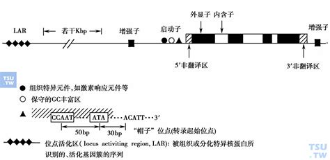 信号通路是什么鬼？先给你们讲讲难啃的 NF-κB 信号通路…… - 知乎