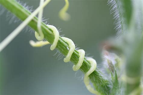 菟丝花的花语是什么？