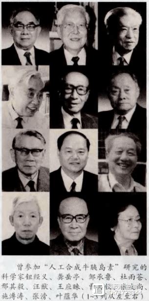 揭秘1965年中国人工合成胰岛素险获诺贝尔奖真相_凤凰网