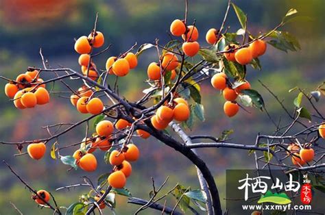 【柿子树】柿子树价格_图片_种植技术-河北百盛苗木