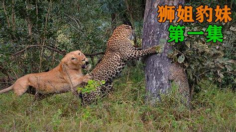 母狮和母豹亲如姐妹，一起合作捕食！狮姐豹妹！_腾讯视频