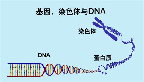 基因、染色体与DNA--中国数字科技馆
