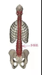 多裂肌的位置图图片