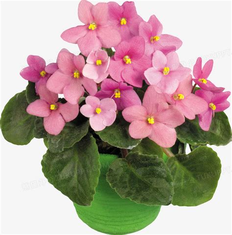 盆花大全图片