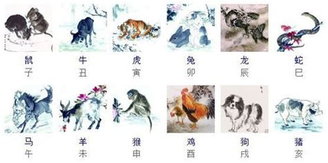 十二生肖动物素材-十二生肖动物模板-十二生肖动物图片免费下载-设图网