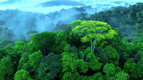 热带雨林原始丛林E视频素材,延时摄影视频素材下载,高清3840X2160视频素材下载,凌点视频素材网,编号:647828