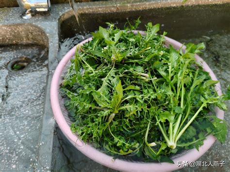 河南特产山野菜