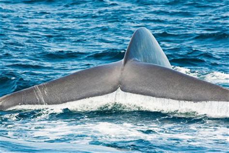 蓝鲸吃什么食物 - 生活百科 - 微文网(维文网)